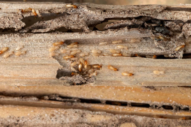 Wildlife Control Services in Mechanicville, NY